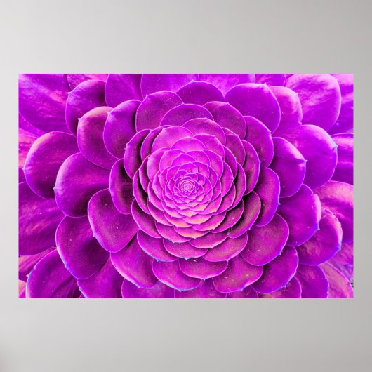 Cactus-bloesem Poster (Voorkant)