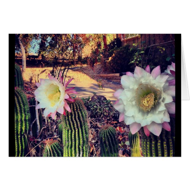 cactus bloom (Voorkant Horizontaal)