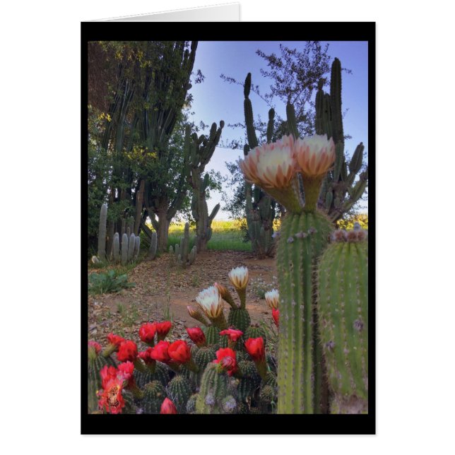 Cactus Bloom (Voorkant)