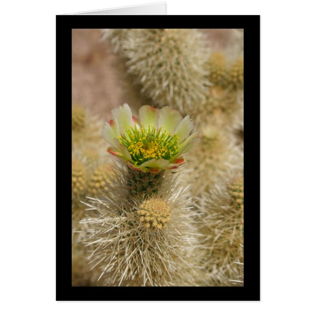 Cactus Bloom (Voorkant)