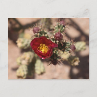 Cactus Bloom Briefkaart