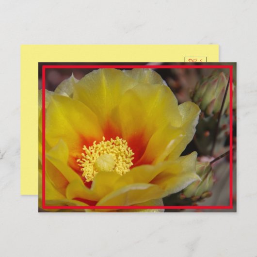 Cactus Bloom Briefkaart (Voorkant / Achterkant)