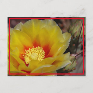 Cactus Bloom Briefkaart