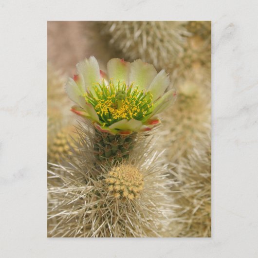 Cactus Bloom Briefkaart (Voorkant)
