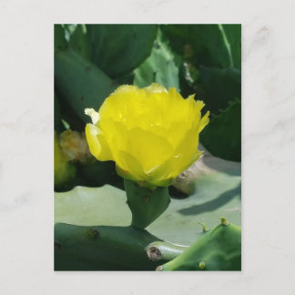 Cactus Bloom Briefkaart