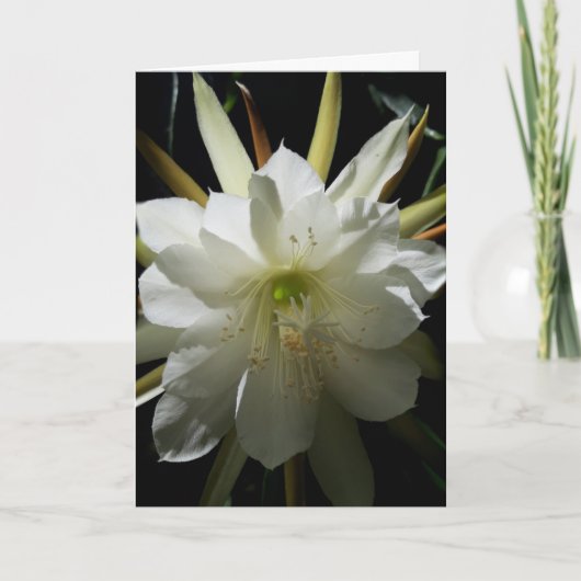Cactus Bloom Kaart (Voorkant)