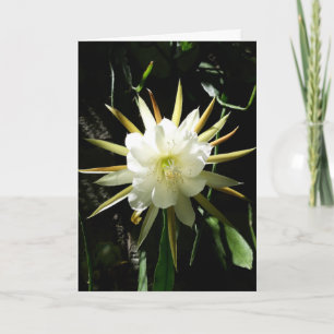 Cactus Bloom Kaart