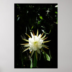 Cactus Bloom Poster