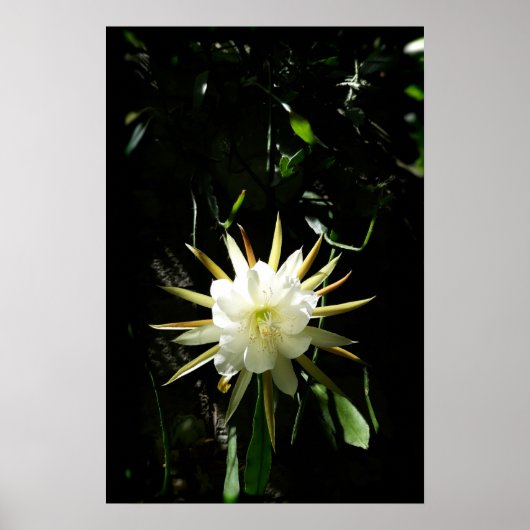 Cactus Bloom Poster (Voorkant)