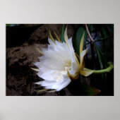 Cactus Bloom Poster (Voorkant)