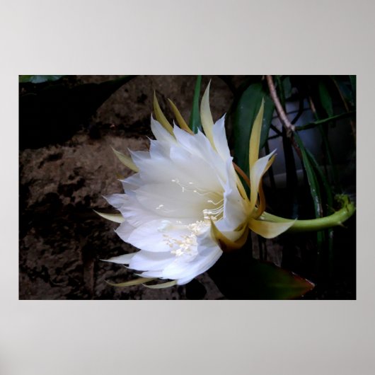 Cactus Bloom Poster (Voorkant)