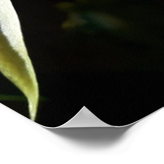Cactus Bloom Poster (Hoek)