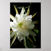 Cactus Bloom Poster (Voorkant)