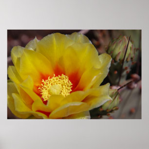 cactus bloom poster