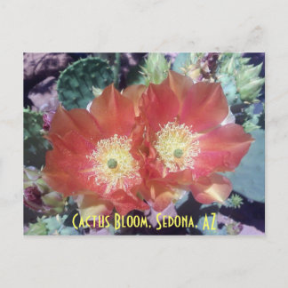 Cactus Bloom, Sedona, AZ Briefkaart