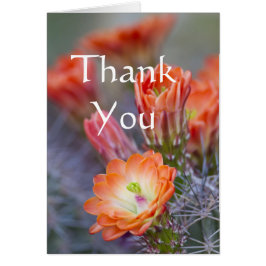 Cactus blooms in het Sinaasappel Dank je wel