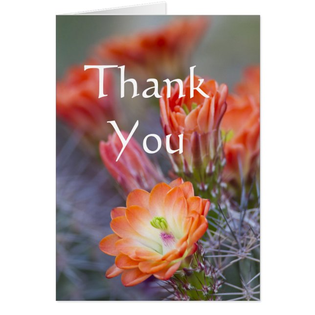 Cactus blooms in het Sinaasappel Dank je wel (Voorkant)