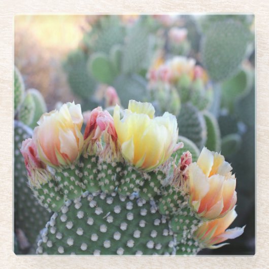 Cactus Blooms Yellow Pink woestijnfoto Glazen Onderzetter (Voorkant)