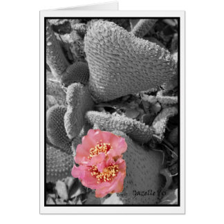 Cactus Blossom