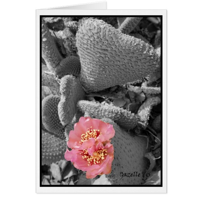 Cactus Blossom (Voorkant)