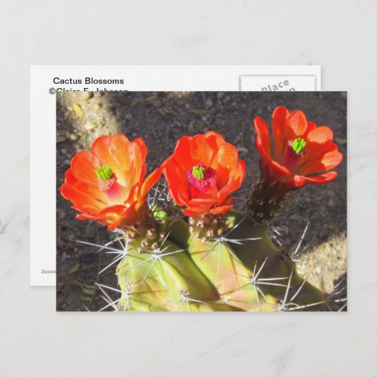 Cactus Blossom Briefkaart (Voorkant / Achterkant)
