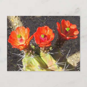 Cactus Blossom Briefkaart