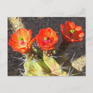 Cactus Blossom Briefkaart