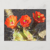 Cactus Blossom Briefkaart (Voorkant)
