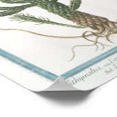 Cactus Botanisch Poster Art (8 x 12 inch) (Hoek)