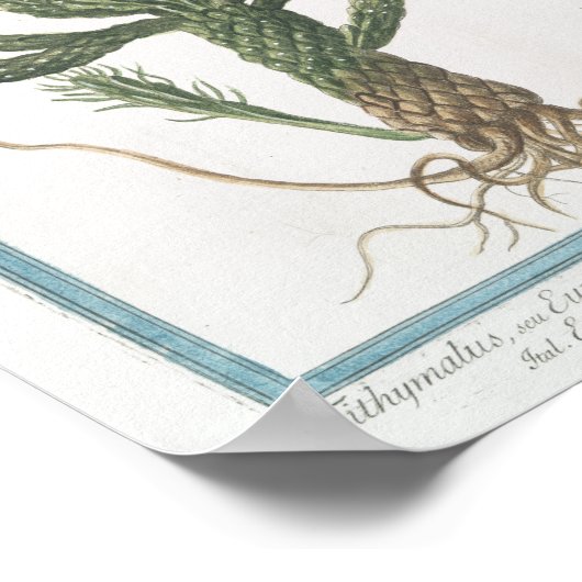 Cactus Botanisch Poster Art (8 x 12 inch) (Hoek)