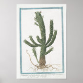 Cactus Botanisch Poster Art (8 x 12 inch) (Voorkant)