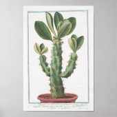 Cactus Botanisch Poster Art (8 x 12 inch) (Voorkant)