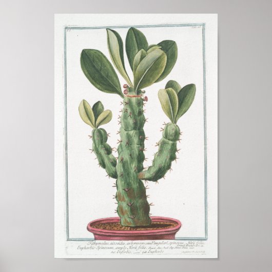 Cactus Botanisch Poster Art (8 x 12 inch) (Voorkant)