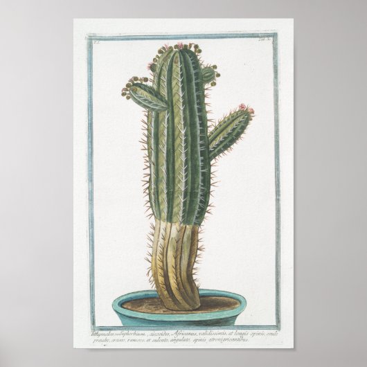 Cactus Botanisch Poster Art (8 x 12 inch) (Voorkant)
