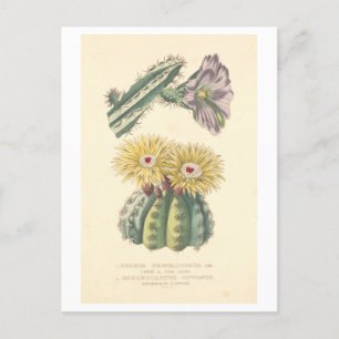  Cactus Botanische Illustratie Briefkaart