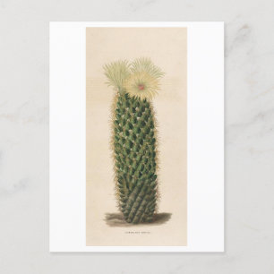 Cactus botanische illustratie uit 1841 briefkaart