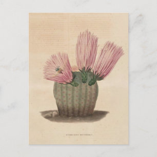 Cactus botanische illustratie uit 1841 briefkaart