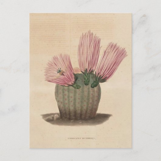 Cactus botanische illustratie uit 1841 briefkaart (Voorkant)