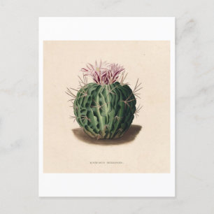 Cactus botanische illustratie uit 1841 briefkaart