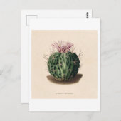 Cactus botanische illustratie uit 1841 briefkaart (Voorkant / Achterkant)