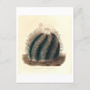 Cactus botanische illustratie uit 1841 briefkaart