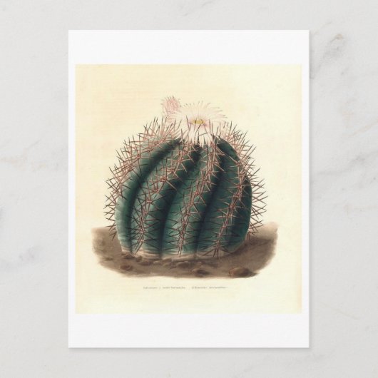 Cactus botanische illustratie uit 1841 briefkaart (Voorkant)