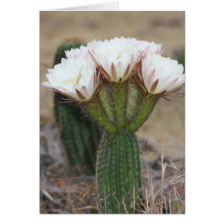 cactus bouquet