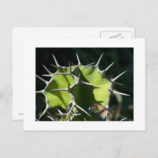 Cactus Briefkaart (Voorkant / Achterkant)