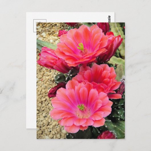 Cactus: Briefkaart (Voorkant / Achterkant)