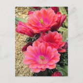 Cactus: Briefkaart (Voorkant)