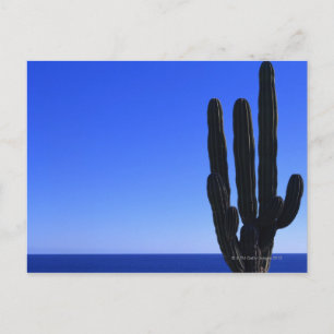 Cactus Briefkaart