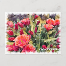 Cactus Briefkaart