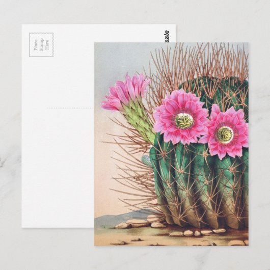  cactus briefkaart (Voorkant / Achterkant)