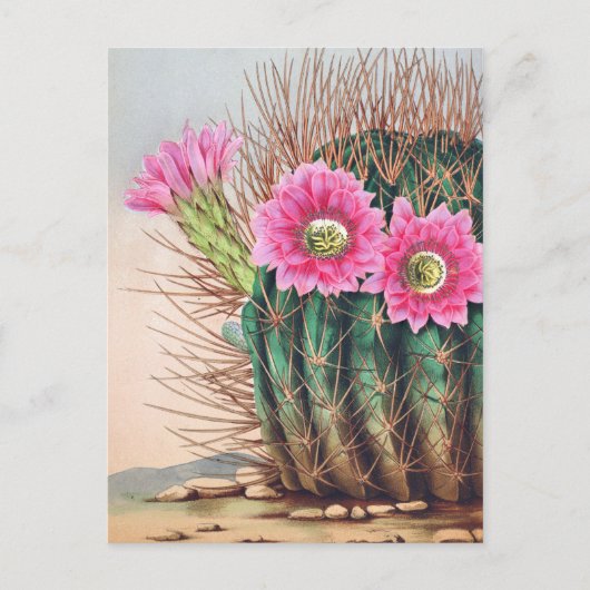 cactus briefkaart (Voorkant)